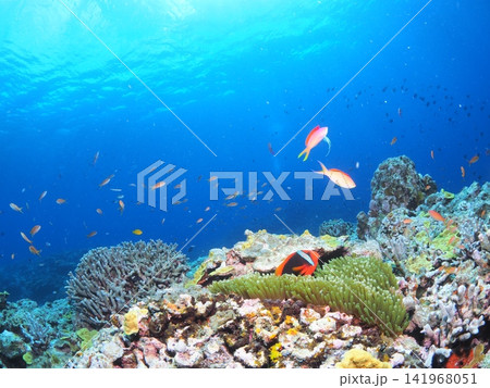 石垣島の青い海に舞う熱帯魚とハマクマノミ 石垣島の青い海に舞う熱帯魚とハマクマノミ 141968051