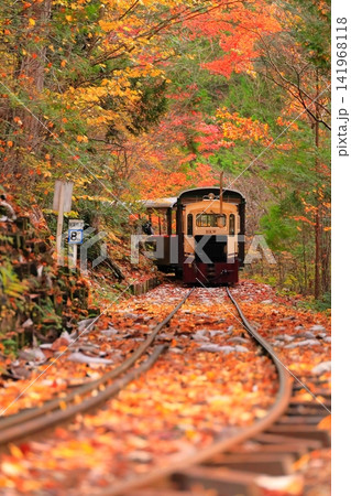 【長野県】赤沢自然休養林の紅葉のトンネルを走る赤沢森林鉄道 141968118