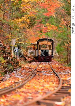 【長野県】赤沢自然休養林の紅葉のトンネルを走る赤沢森林鉄道 【長野県】赤沢自然休養林の紅葉のトンネルを走る赤沢森林鉄道 141968120
