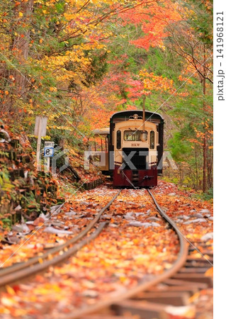 【長野県】赤沢自然休養林の紅葉のトンネルを走る赤沢森林鉄道 141968121