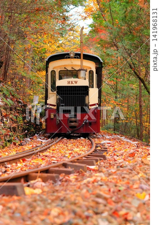 【長野県】赤沢自然休養林の紅葉のトンネルを走る赤沢森林鉄道 【長野県】赤沢自然休養林の紅葉のトンネルを走る赤沢森林鉄道 141968131