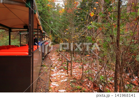 【長野県】赤沢自然休養林の紅葉のトンネルを走る赤沢森林鉄道 141968141