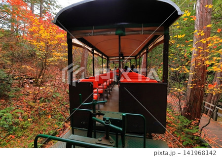【長野県】赤沢自然休養林の紅葉のトンネルを走る赤沢森林鉄道 141968142