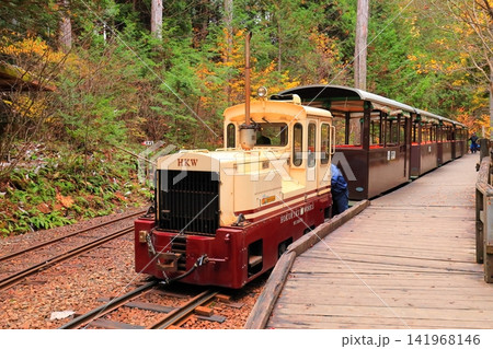 【長野県】赤沢自然休養林の紅葉のトンネルを走る赤沢森林鉄道 141968146