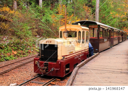 【長野県】赤沢自然休養林の紅葉のトンネルを走る赤沢森林鉄道 141968147