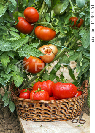Red tomato Red tomato 141968151