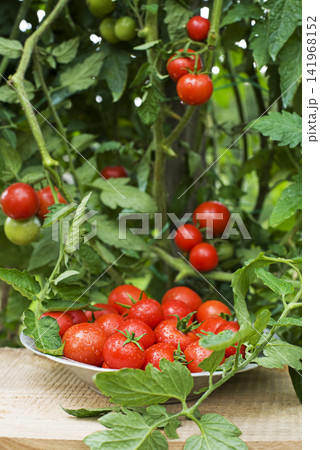 Cherry tomato 141968152