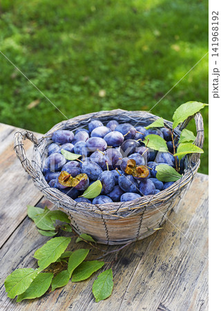 Plums harvest Plums harvest 141968192