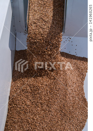 Grain Kernels Cascading Through Vertical Chute Into White Bin Inside Agricultural Processing Grain Kernels Cascading Through Vertical Chute Into White Bin Inside Agricultural Processing 141968265