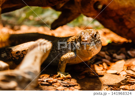 lizard lizard 141968324