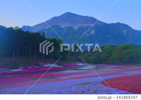 (埼玉県)羊山公園・芝桜の丘 (埼玉県)羊山公園・芝桜の丘 141968347