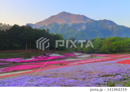 （埼玉県）羊山公園・芝桜の丘 141968359