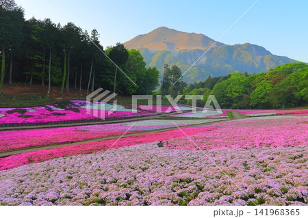 （埼玉県）羊山公園・芝桜の丘 141968365