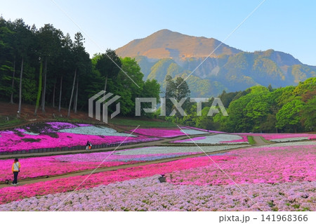 (埼玉県)羊山公園・芝桜の丘 (埼玉県)羊山公園・芝桜の丘 141968366