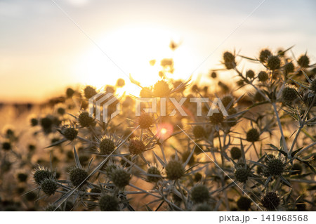 Abstract warm landscape thistle dry wildflower and grass meadow on warm golden hour sunset or sunrise time. Tranquil autumn fall  summer nature field background. Soft golden hour sunlight countryside 141968568