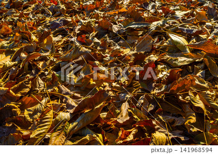 Close-Up of Dried Autumn Leaves on Ground in Sunlight Close-Up of Dried Autumn Leaves on Ground in Sunlight 141968594