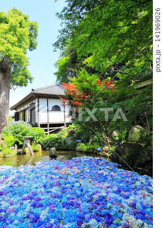 【茨城県桜川市】雨引観音の池に浮かぶ紫陽花とアヒル 【茨城県桜川市】雨引観音の池に浮かぶ紫陽花とアヒル 141969026