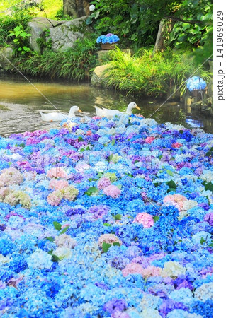 【茨城県桜川市】雨引観音の池に浮かぶ紫陽花とアヒル 【茨城県桜川市】雨引観音の池に浮かぶ紫陽花とアヒル 141969029