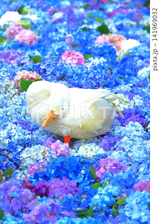 【茨城県桜川市】雨引観音の池に浮かぶ紫陽花とアヒル 【茨城県桜川市】雨引観音の池に浮かぶ紫陽花とアヒル 141969032
