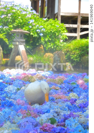 【茨城県桜川市】雨引観音の池に浮かぶ紫陽花とアヒル 141969040
