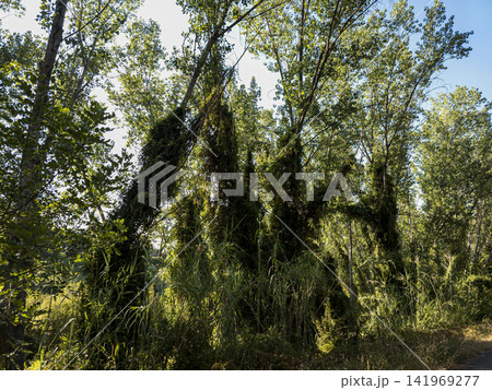 Tall trees covered in ivy along the Serpis River valley under a bright sky Tall trees covered in ivy along the Serpis River valley under a bright sky 141969277