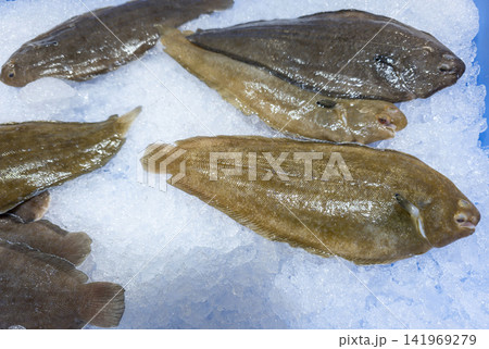 Fresh raw Dover sole fish displayed on crushed ice at a seafood market counter Fresh raw Dover sole fish displayed on crushed ice at a seafood market counter 141969279