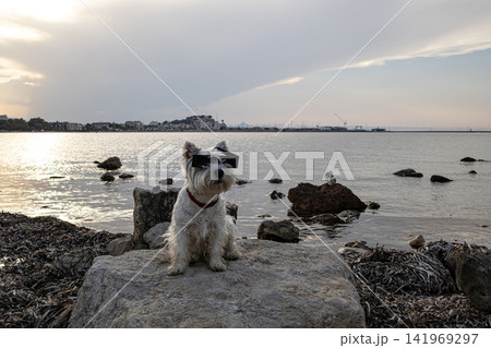 Cute West Highland White Terrier watches the sea wearing glasses before a solar eclipse Cute West Highland White Terrier watches the sea wearing glasses before a solar eclipse 141969297
