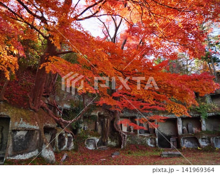 秋の日本三景松島（雄島の見仏堂跡）【宮城県宮城郡松島町】 141969364