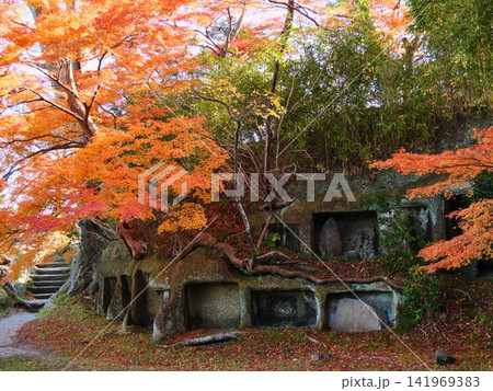 秋の日本三景松島(雄島の見仏堂跡)【宮城県宮城郡松島町】 秋の日本三景松島(雄島の見仏堂跡)【宮城県宮城郡松島町】 141969383
