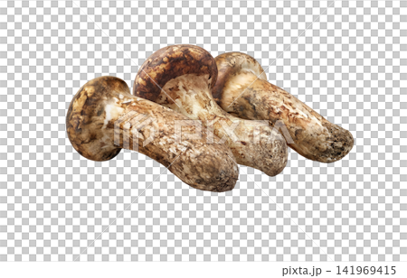 Realistic illustration of a matsutake mushroom Realistic illustration of a matsutake mushroom 141969415