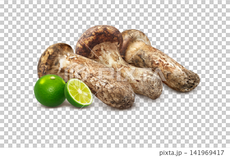 Realistic illustration of a matsutake mushroom Realistic illustration of a matsutake mushroom 141969417