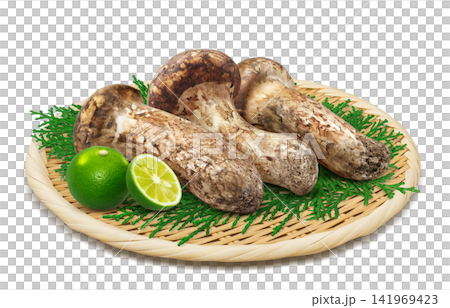 Realistic illustration of a matsutake mushroom Realistic illustration of a matsutake mushroom 141969423