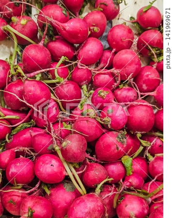 Top View of Fresh Red Radishes with Green Stems Organic Harvest 141969671