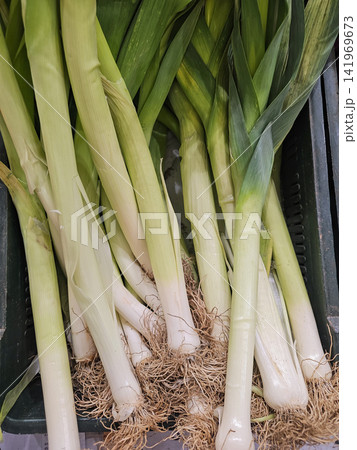 Top View of Fresh Leeks with Roots and Copy Space Top View of Fresh Leeks with Roots and Copy Space 141969673