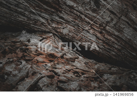 Dry tree bark, natural pattern on the tree trunk Dry tree bark, natural pattern on the tree trunk 141969856