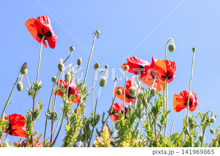 Red poppy flowers blooming in wild summer meadow Red poppy flowers blooming in wild summer meadow 141969865