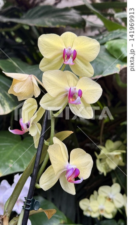 Yellow phalaenopsis hybrid orchid flowers blooming in tropical garden. Exotic tropical flower for interior decor spa wellness 141969913