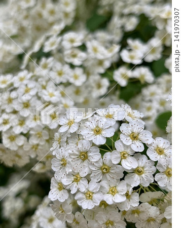 Lush white inflorescences of Spiraea adorn green foliage, creating an atmosphere of lightness and freshness. 141970307