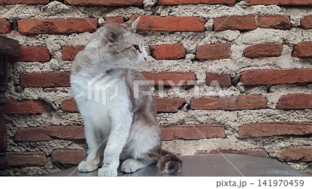 Stoic Domestic Cat Sitting in Front of a Rustic Brick Wall Stoic Domestic Cat Sitting in Front of a Rustic Brick Wall 141970459