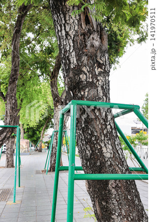 close up of ground supported or shoring by a green metal stick for plant in the park. 141970511