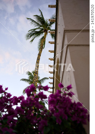 Palm Tree And Magenta Bougainvillea Against Building Wall Palm Tree And Magenta Bougainvillea Against Building Wall 141970520