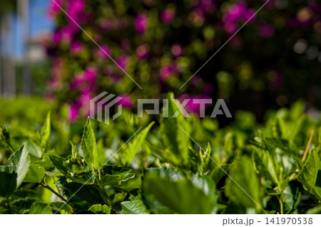 Blooming Pink Flower Shrub Under Blue Sky Blooming Pink Flower Shrub Under Blue Sky 141970538