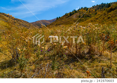 Valley Landscape with Dry Wildflowers and Grasses Valley Landscape with Dry Wildflowers and Grasses 141970603