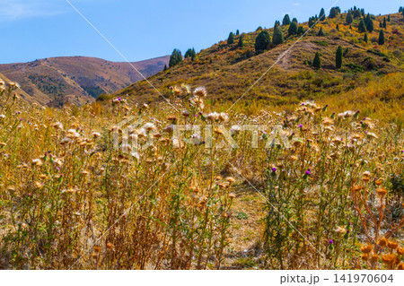 Autumnal Meadow with Thistle Flowers and Rolling Hills Autumnal Meadow with Thistle Flowers and Rolling Hills 141970604