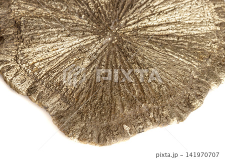 Macro mineral stone Pyrite Dollar on a white background Macro mineral stone Pyrite Dollar on a white background 141970707