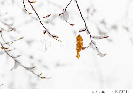 Autumn leaves covered with snow Autumn leaves covered with snow 141970730