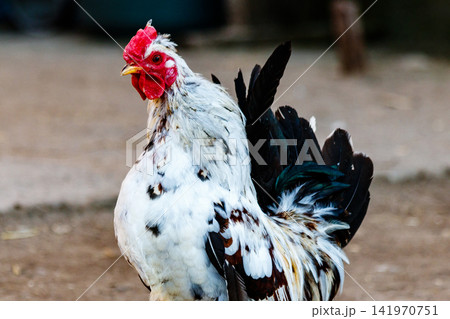 beautiful cock with white and black feathers beautiful cock with white and black feathers 141970751