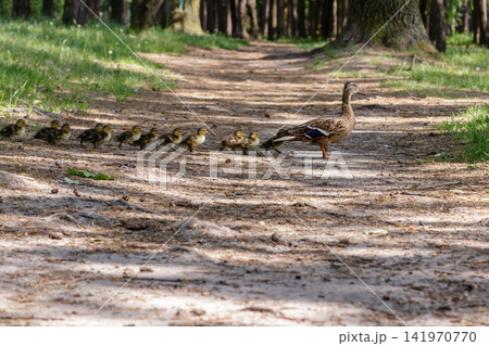 duck with ducklings move to the pond duck with ducklings move to the pond 141970770
