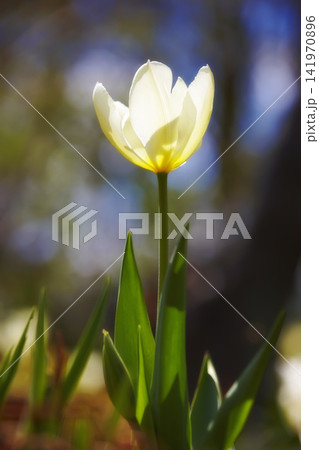 Closeup, white Tulips or flower on a sunny day for growing, gardening and romantic bouquet for love. Leaf, blossom and floral plant in nature for season change, gift or florist with bright color Closeup, white Tulips or flower on a sunny day for growing, gardening and romantic bouquet for love. Leaf, blossom and floral plant in nature for season change, gift or florist with bright color 141970896