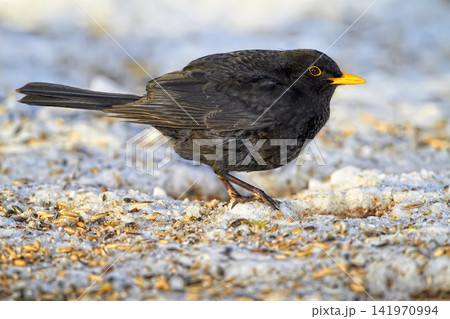 Black, bird and outdoor in nature with snow for winter, wildlife and natural habitat or environment for animal. Turdus merula, survival and hungry in cold weather in Europe for adaptation and closeup Black, bird and outdoor in nature with snow for winter, wildlife and natural habitat or environment for animal. Turdus merula, survival and hungry in cold weather in Europe for adaptation and closeup 141970994
